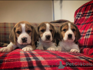 Photo №2 de l'annonce № 100509 de la vente beagle - acheter à Allemagne annonce privée