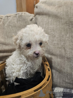 Photo №3. Puppies Bichon Maltese X Disponible. L'Autriche