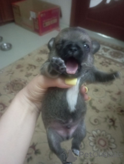 Photo №4. Je vais vendre chihuahua en ville de Lipetsk. éleveur - prix - 75€