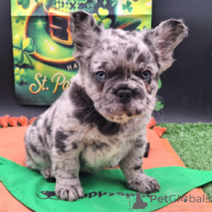 Photo №2 de l'annonce № 166023 de la vente bouledogue - acheter à Allemagne annonce privée