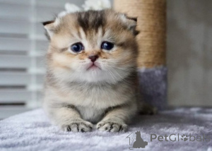 Photo №4. Je vais vendre munchkin en ville de Munich. éleveur - prix - négocié