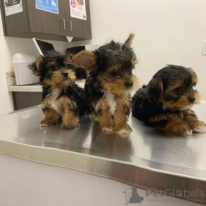 Photo №4. Je vais vendre yorkshire terrier en ville de Munich. annonce privée - prix - 329€