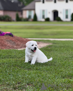 Photo №2 de l'annonce № 142058 de la vente  - acheter à La Grande-Bretagne de l'abri
