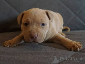 Photo №2 de l'annonce № 134754 de la vente bull terrier - acheter à Serbie 