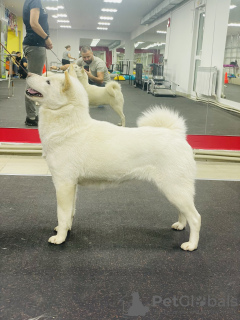 Photo №3. Chiots d'Hokkaidō. Fédération de Russie