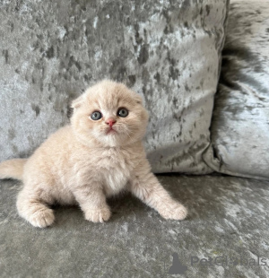 Photo №1. scottish fold - à vendre en ville de Aarbergen | 350€ | Annonce № 174780