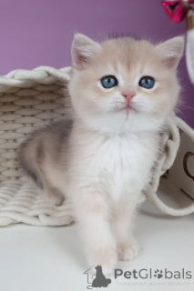 Photo №1. british shorthair - à vendre en ville de Everton | négocié | Annonce № 173811