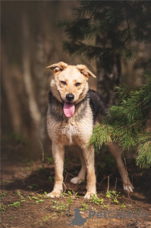 Photos supplémentaires: Le merveilleux chien Denver est entre de bonnes mains.