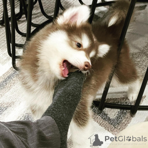 Photo №4. Je vais vendre husky de sibérie en ville de ALÈS. annonce privée - prix - négocié