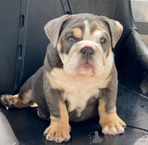 Photo №1. bulldog anglais - à vendre en ville de Bradford | 360€ | Annonce №125630