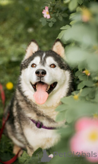 Photo №1. husky de sibérie - à vendre en ville de Rivière moscou | Gratuit | Annonce №154204