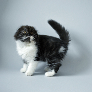 Photo №3. Scottish Longhair Fold Kitty. Ukraine