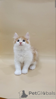 Photo №2 de l'annonce № 145999 de la vente bobtail des kouriles - acheter à Allemagne annonce privée, de la fourrière, éleveur