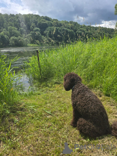 Photo №1. labradoodle - à vendre en ville de Arizona | 531€ | Annonce №144856