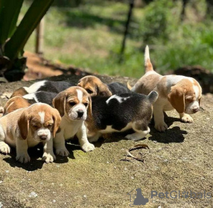 Photo №1. beagle - à vendre en ville de Санкт-Мориц | Gratuit | Annonce №130482