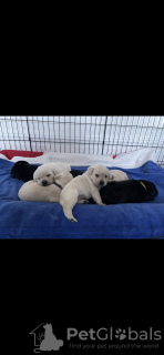 Photo №3. Beaux chiots Labrador de race. USA