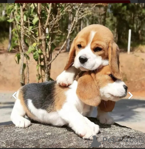 Photo №1. beagle - à vendre en ville de Васа | 360€ | Annonce №127716