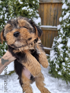 Photo №3. Charmants chiots Yorkshire Terrier. Lituanie