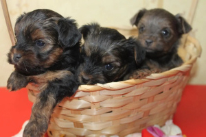 Photo №3. Adorables chiots yorkais à vendre (mini). Fédération de Russie