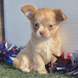 Photo №1. chihuahua - à vendre en ville de Berlin | 400€ | Annonce №169017