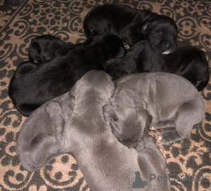 Photo №1. cane corso - à vendre en ville de Vienna | 1000€ | Annonce №67576