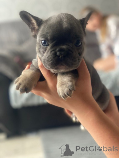 Photo №3. Chiots bouledogue français. Belgique