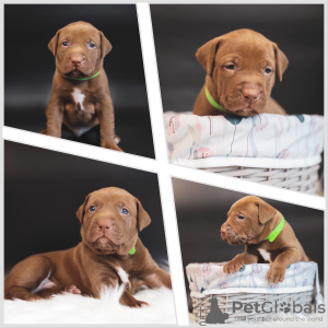 Photo №2 de l'annonce № 103501 de la vente american pit bull terrier - acheter à Fédération de Russie annonce privée