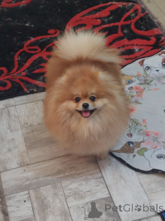 Photo №4. Je vais vendre spitz nain en ville de Belgrade. éleveur - prix - négocié