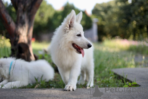 Photos supplémentaires: Chiots Berger Blanc Suisse à vendre