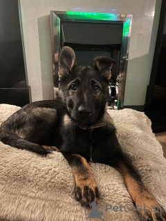 Photo №1. berger allemand - à vendre en ville de Arizona | 484€ | Annonce №159458