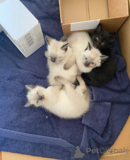 Photo №1. sacré de birmanie - à vendre en ville de Rüdersdorf | 350€ | Annonce № 147331