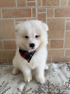 Photo №3. Chiots Samoyed pour adoption. Australie