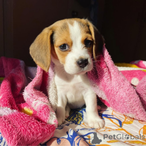 Photo №2 de l'annonce № 164608 de la vente  - acheter à Canada 