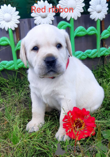 Photo №1. labrador retriever - à vendre en ville de Syktyvkar | 397€ | Annonce №7521