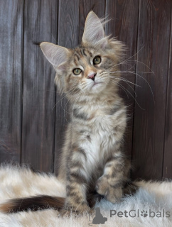 Photo №1. maine coon - à vendre en ville de Alabama | 1€ | Annonce № 161210