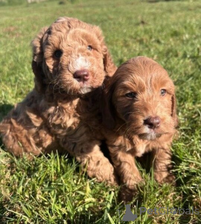 Photo №1. golden retriever - à vendre en ville de Algermissen | 350€ | Annonce №171431