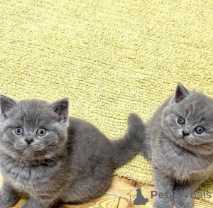 Photo №1. british shorthair - à vendre en ville de Ljubljana | négocié | Annonce № 158792