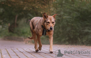 Photo №4. Je vais vendre chien bâtard en ville de Москва. annonce privée - prix - Gratuit