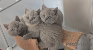 Photo №1. british shorthair - à vendre en ville de Anvers | 400€ | Annonce № 173495