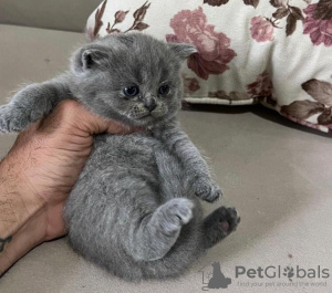 Photo №1. scottish fold - à vendre en ville de New york | 208€ | Annonce № 64459