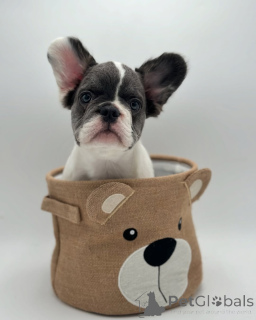 Photo №2 de l'annonce № 150642 de la vente bouledogue - acheter à Allemagne de l'abri, éleveur