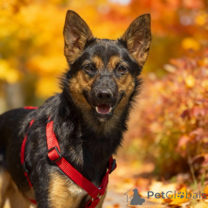 Photo №1. chien bâtard - à vendre en ville de Rivière moscou | Gratuit | Annonce №156933