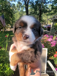 Photo №3. Berger Australien à vendre. USA