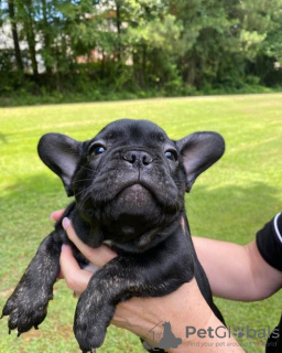 Photo №3. Magnifiques chiots bouledogue français de race pure. Allemagne