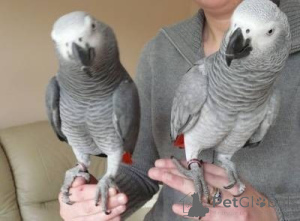 Photo №2 de l'annonce № 157975 de la vente  - acheter à Danemark 