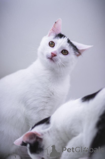 Photo №2 de l'annonce № 155316 de la vente  - acheter à Fédération de Russie annonce privée