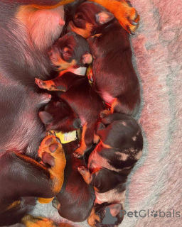 Photo №4. Je vais vendre teckel en ville de Christchurch. éleveur - prix - 1453€