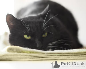 Photo №1.  - à vendre en ville de Minsk | Gratuit | Annonce № 162272