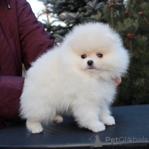 Photo №3. Chiots de Poméranie. Allemagne