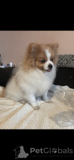 Photo №4. Je vais vendre spitz allemand, spitz nain en ville de Paris. éleveur - prix - 1450€